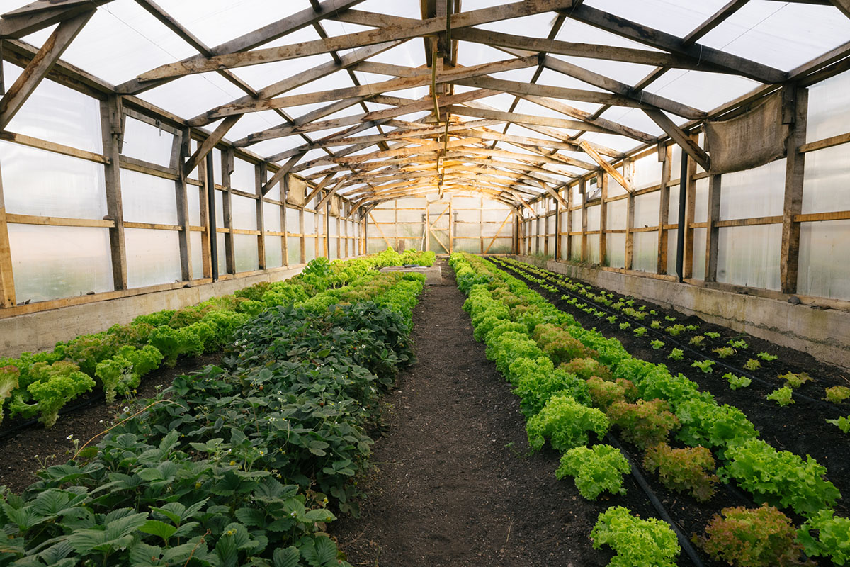 2,575 kilos of food harvested from its organic garden in one year