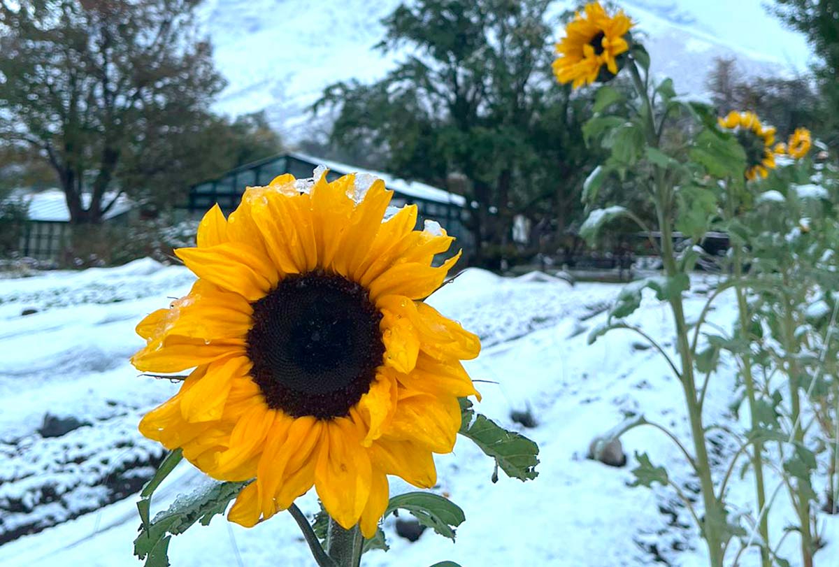 Huerta biointensiva de Las Torres Patagonia amplía variedad de bio-preparados