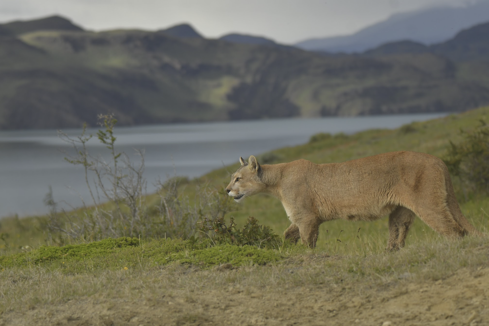 Las Torres Patagonia welcomes three new puma cubs to the national park